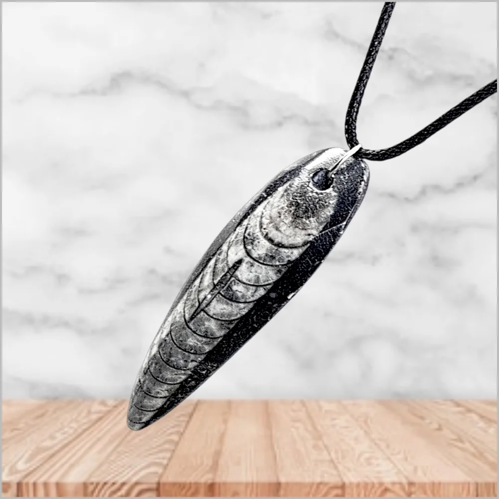 Genuine Fossilized Orthoceras Pendant with Black Cord Necklace. NWOT